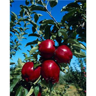 Apple Picking