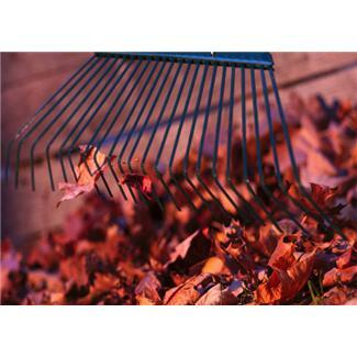 Rake Leaves
