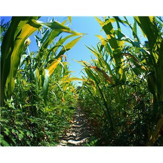 corn maze